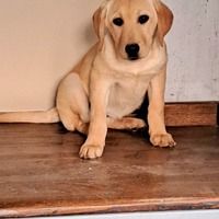 Cucciolo labrador retriever