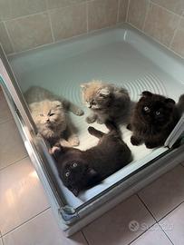 British longhair