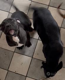 Cuccioli amstaff