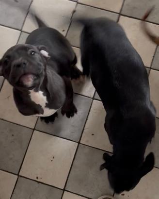 Cuccioli amstaff