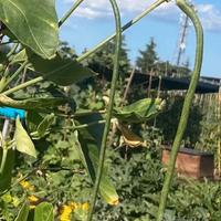 Semi di fagiolini lunghi a metro + omaggio orto