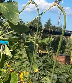 Semi di fagiolini lunghi a metro + omaggio orto