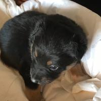 Cagnolini