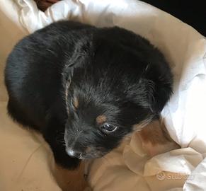 Cagnolini