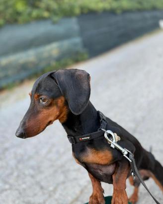 Bassotto nano nero focato