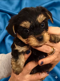 Morkie