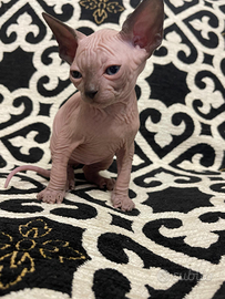Sphynx cuccioli