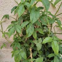  Pianta rampicante di Singonio .