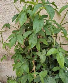  Pianta rampicante di Singonio .