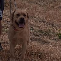 Labrador per monta