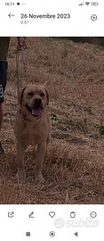 Labrador per monta