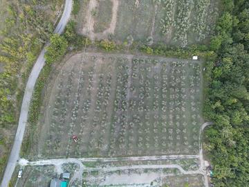 terreno agricolo