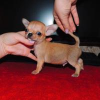 Chihuahua miniature