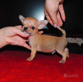 Chihuahua miniature