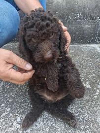 Lagotto Romagnolo 