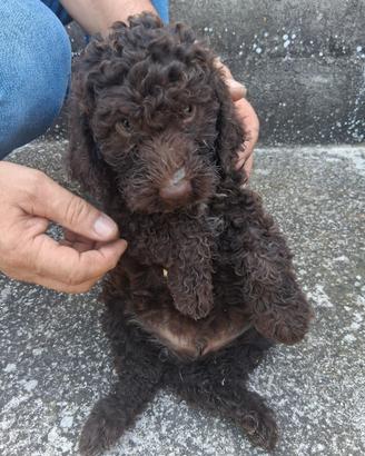 Lagotto Romagnolo 
