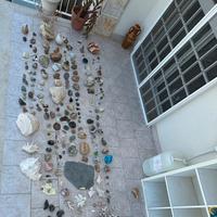 Minerali fossili cochiglie e coralli