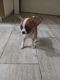 Chihuahua mini Toy mosca