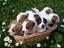 Immagine 4