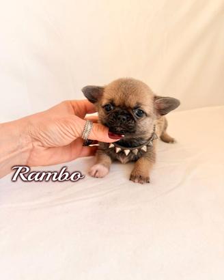 Chihuahua maschio con pedigree enci