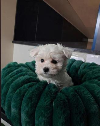 Cuccioli Maltese coreano