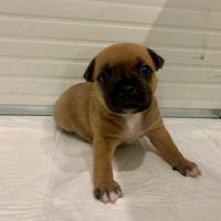 Staffordshire bull terrier
