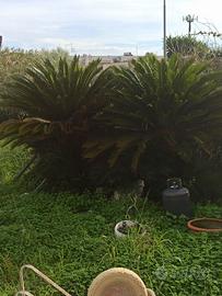 2 Cycas