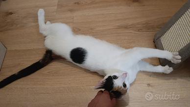 Una famiglia per Lisa, una gattina stupenda