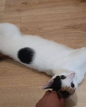 Una famiglia per Lisa, una gattina stupenda