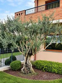 Pianta di ulivo