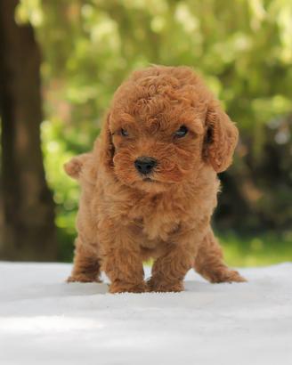 Cucciolo di Barboncino