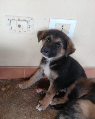 Cucciolo mix pastore tedesco in adozione