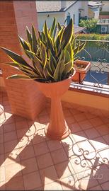 pianta sanseveria