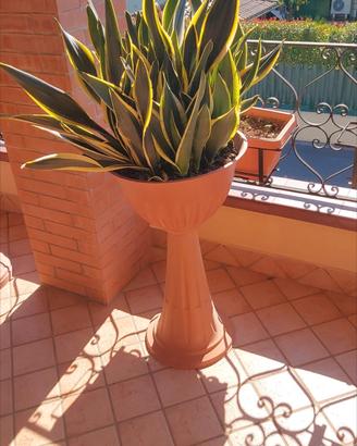 pianta sanseveria