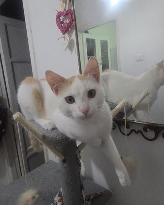 Alex, gatto bianco e rosso ADOZIONE ADOZIONE