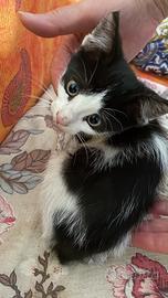 Gattina