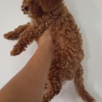 Barboncino nano taglia piccola