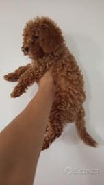 Barboncino nano taglia piccola