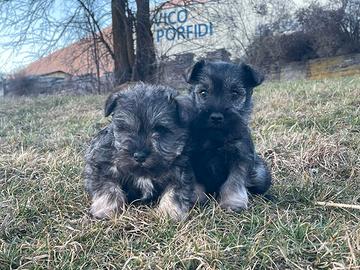 Schnauzer nani pepe sale