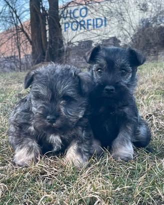 Schnauzer nani pepe sale