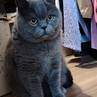 Gatto scottish 3 anni