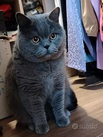 Gatto scottish 3 anni