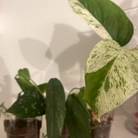 Pacchetto Scindapsus/epipremnum