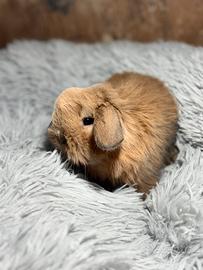 Conigli nani arieti Madagascar