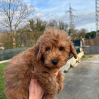 Barboncino red Barboncino albicocca