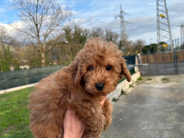 Barboncino red Barboncino albicocca