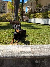 Dobermann Femmina 5 mesi