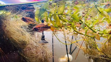Coppia di Apistogramma Macmasteri