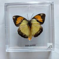 esemplare incorniciato di farfalla da collezione 