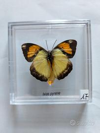 esemplare incorniciato di farfalla da collezione 